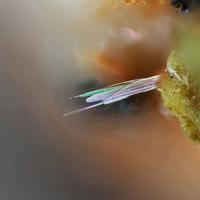 Achyrophanite