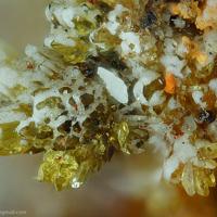 Badalovite