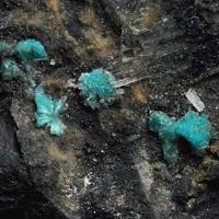 Campigliaite, Gypsum