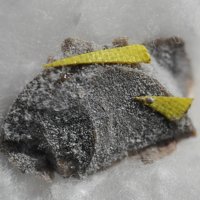 Gazeevite