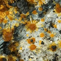 Earlshannonite