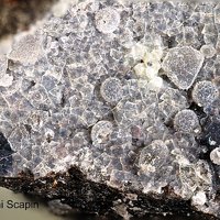 Faujasite-Ca