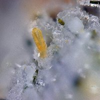 Labuntsovite-Mn