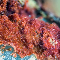 Carminite