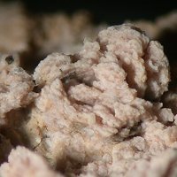 Lanthanite-(Nd)