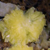 Uranospinite
