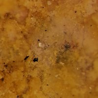 Salammoniac