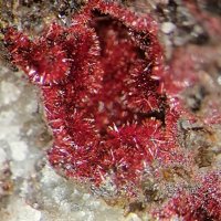 Carminite