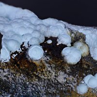 Faustite