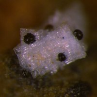 Lanthanite-(Ce)
