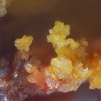 Gartrellite