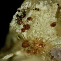 Earlshannonite, Kastningite, Strunzite