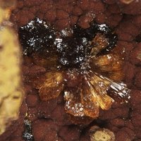 Jahnsite-(CaMnMg), Earlshannonite