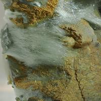 Actinolite