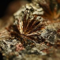 Lamprophyllite