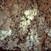 Uranospinite