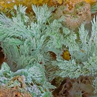 Bayldonite
