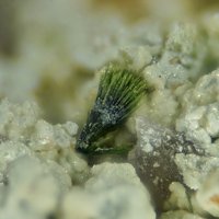 Namibite, Beyerite, Quartz