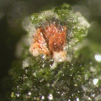 Jamesite, Duftite, Dolomite