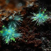 Agardite-(Nd), Conichalcite