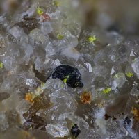 Uraninite, Carnotite