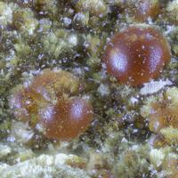 Cacoxenite