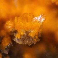 Rakovanite