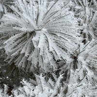 Ice
