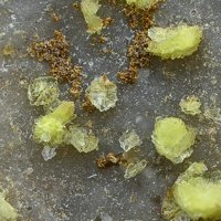 Carlhintzeite