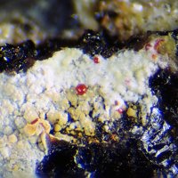 Umohoite