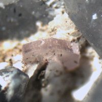 Carlgieseckeite-(Nd)