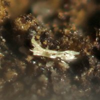 Carpathite