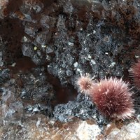Ianthinite, Autunite