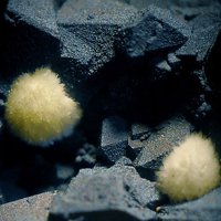 Carlhintzeite, Goethite