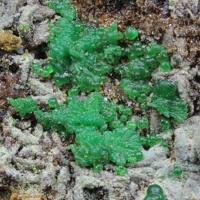 Barahonaite-(Fe), Conichalcite, Lavendulan