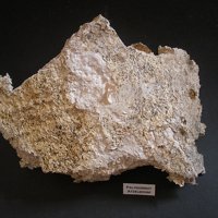 Palygorskite