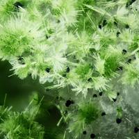 Agardite-(Ce), Arseniosiderite, Quartz