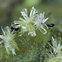 Rabbittite, Liebigite