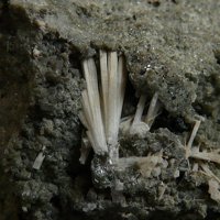 Kaliophilite
