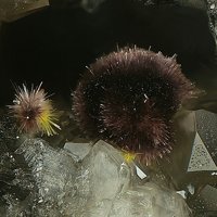Ianthinite, Schoepite