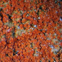 Umohoite