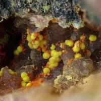 Calcurmolite, Umohoite