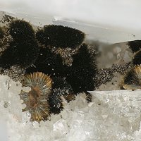 Rankachite
