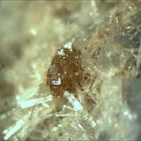 Bario-orthojoaquinite, Pectolite