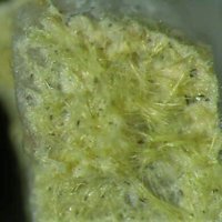 Carlosbarbosaite
