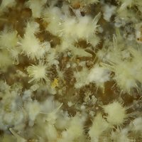 Rabbittite