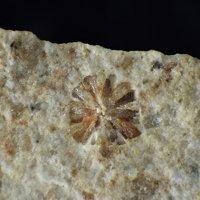 Wagnerite