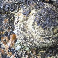 Akrochordite, Pyrochroite