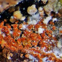 Umohoite, Uranophane