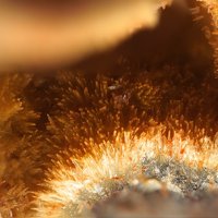 Caysichite-(Y)